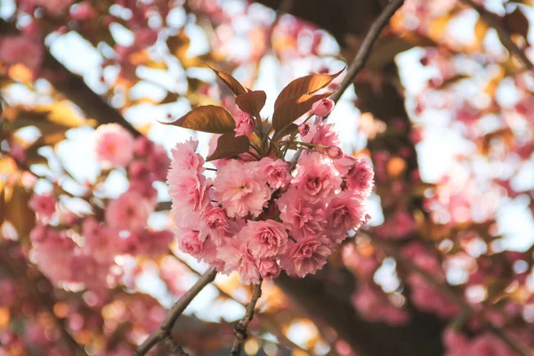 Flor Rosa Bruxelas Bélgica — Fotografia de Stock