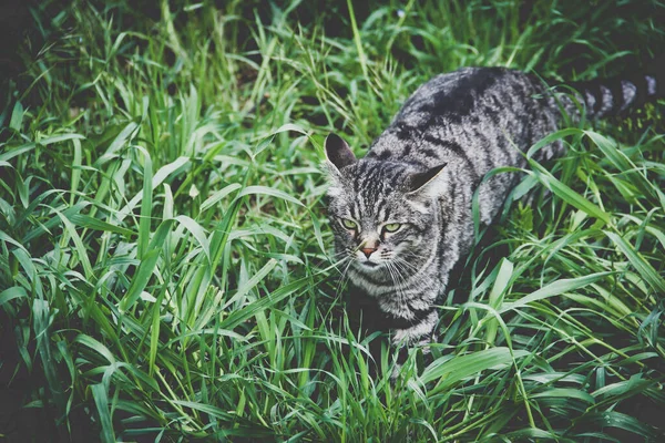 Green Eyed Cat Grass Surroundings San Gregorio Sassola Italy — Stock Photo, Image