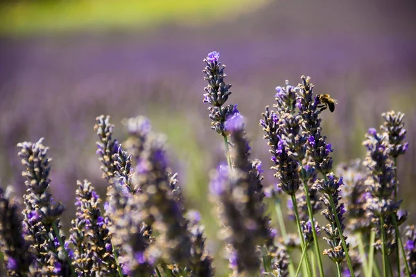 Lavender field with a pollinating bee in Aix en Provence, France