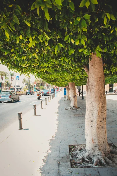 Árvores Verdes Brilhantes Saudáveis Rua Alicante Espanha — Fotografia de Stock