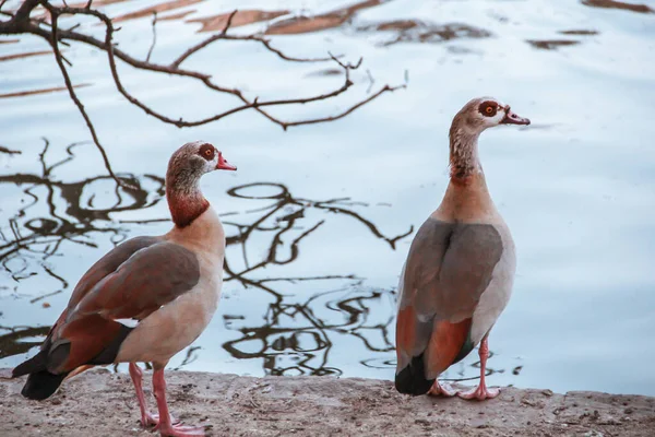 Couple Egytian Goose Alopochen Aegyptiaca Mary Louise Square Brussels Belgium Stock Photo