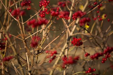 Sonbaharda yapraksız Avrupa kızılcık çalısı (Guelder Rose), Stehag İsveç