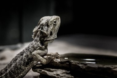 Gri kertenkele karanlık geçmişine bakıyor.