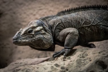 Çivili sürüngen - Küba kaya iguanası (Cyclura nubila) veya Küba yer iguanası veya Küba iguanası