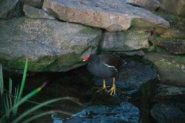 Siyah Moorhen veya Waterhen veya Bataklık Tavuğu kırmızı saçlı ve sarı ayaklı