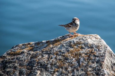 Neuchtel İsviçre 'de bir kayanın üzerinde duran serçe.