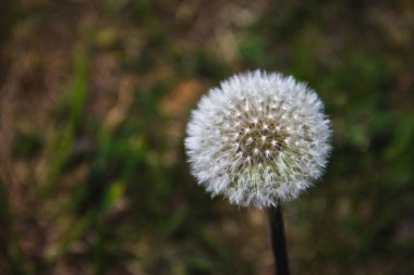 Neuchtel İsviçre 'de yeni açmış bir karahindiba.