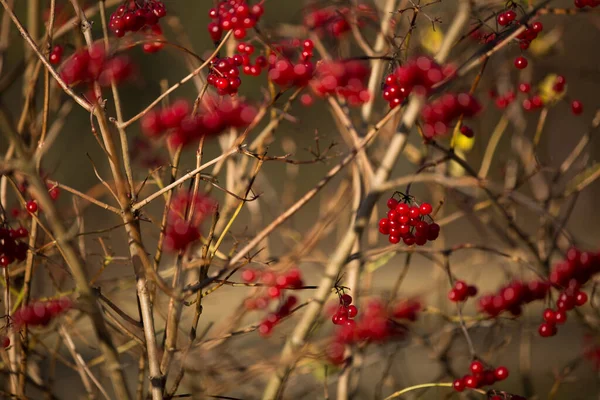 Sonbaharda Yapraksız Avrupa Kızılcık Çalısı Guelder Rose Stehag Sveç — Stok fotoğraf