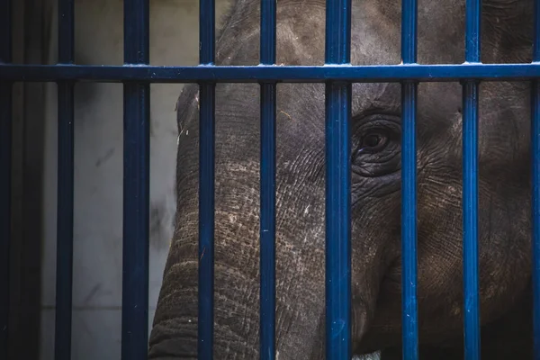 Arme Olifant Achter Blauwe Tralies — Stockfoto