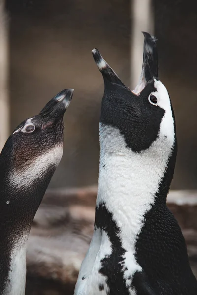 Rodzaje Pingwinów Profil Głowy Pingwinów Afrykańskich Lub Pingwinów Przylądkowych — Zdjęcie stockowe
