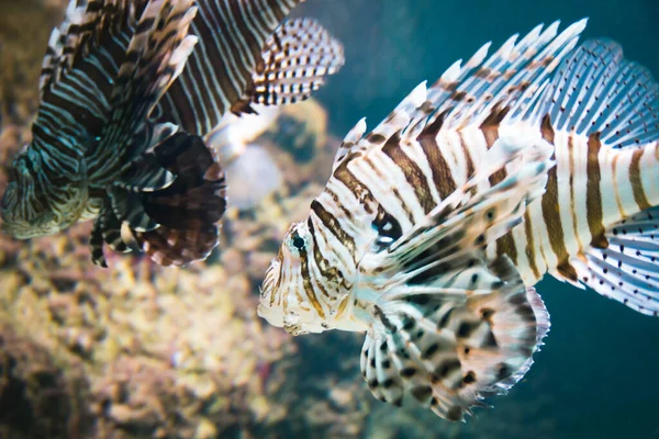 Τύποι Ψαριών Κόκκαλα Lionfish Scorpaeniformes Ray Finned Fish Κοράλλι Και — Φωτογραφία Αρχείου