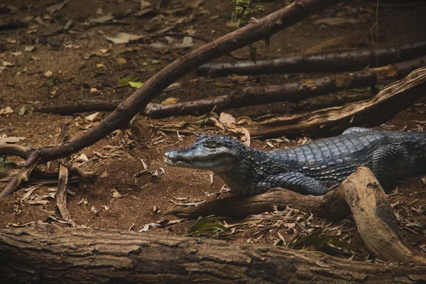 Большие Рептилии Морской Крокодил Коричневым Фоном — стоковое фото