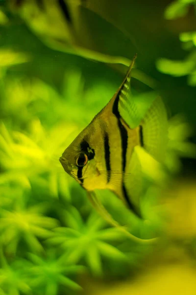 Види Прісноводних Риб Анжеліка Зеленим Фоном — стокове фото