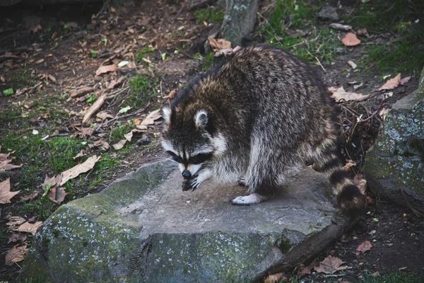 Raton Laveur Nord Américain Raton Laveur Californie Debout Sur Rocher — Photo