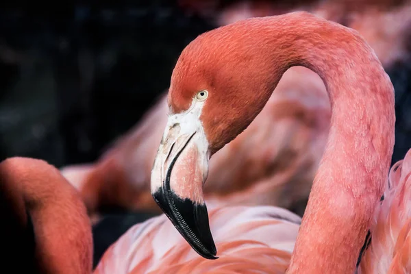 Pembe Afrika Flamingosunun Koyu Arkaplan Portresi — Stok fotoğraf