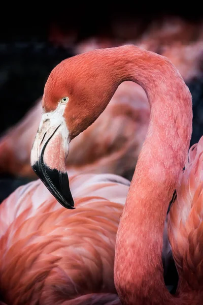 Pembe Afrika Flamingosunun Koyu Arkaplan Portresi — Stok fotoğraf