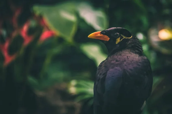 Çiftlik Geçmişine Sahip Myna Tepesi — Stok fotoğraf