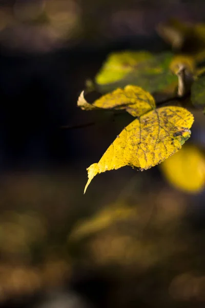 Yellow Autumn Leaves Josaphat Park Brussels — Stock Photo, Image