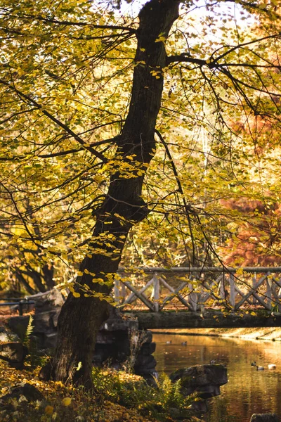 Cores Outono Josaphat Park Bruxelas — Fotografia de Stock