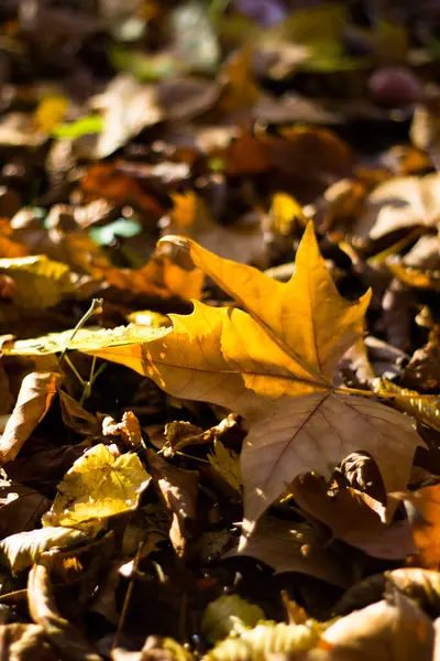 Yellow Maple Leaf Ground Josaphat Park Brussels Belgium — Stock Photo, Image
