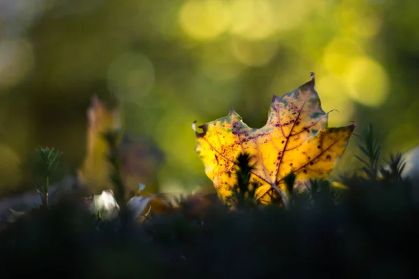Yellow Maple Leaf Green Background — Stock Photo, Image