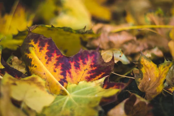 Autumn Leaves Josaphat Park Brussels Belgium — Stock Photo, Image
