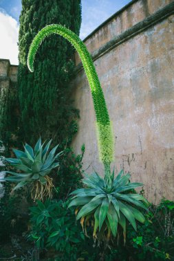 Egzotik Bitkiler: Fox Tail Agave (Agave Attenuata) Vejer, İspanya 'da bir parkta