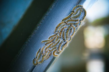 Pine Processionary (Thaumetopoea Pityocampa) adlı güve larvası Pencere Kuşağı ve Pane üzerine bir grup oluşturur.