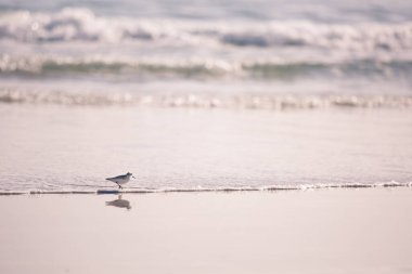 Plaj kuşları: Arka planda deniz dalgaları bulunan tek Küçük Kanatlı Kuş Sanderling (Calidris Alba)