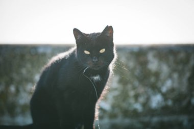 Siyah yabani kedi, sarı gözlü kameraya bakıyor.