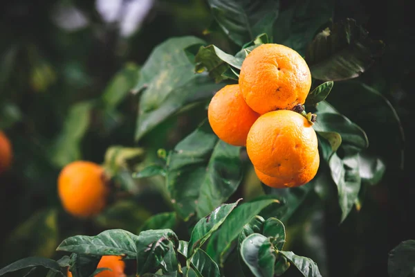 Спелые Плоды Апельсина Прикрепленные Дереву Ветвями Листья Зеленые Вехер Фронтера — стоковое фото