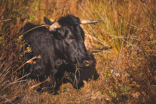 Andalusian Black cattle sitting and resting on a brown grassy meadow