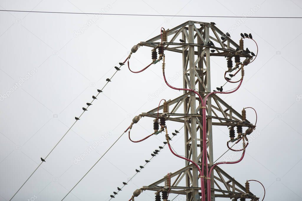 Flock of little sparrows standing on lines of electric wire cable steel pole