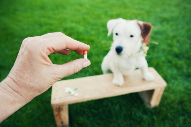 Arka planda, yeşil çimlerde kırılan köpek Jack Russell 'ın bulanık figürünün tableti var. Hayvan bakımı konsepti