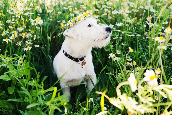 Χαριτωμένο Σκυλί Jack Russell Σπασμένο Στεφάνι Από Λουλούδια Κάθεται Στο — Φωτογραφία Αρχείου