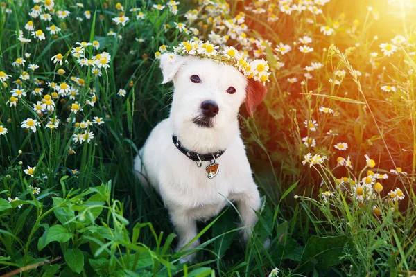 Cute Dog Jack Russell Broken Wreath Flowers Sits Grass Camomile — Stock Photo, Image