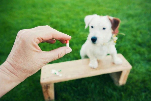 Tablet Mão Fundo Figura Borrada Cão Jack Russell Quebrou Grama — Fotografia de Stock