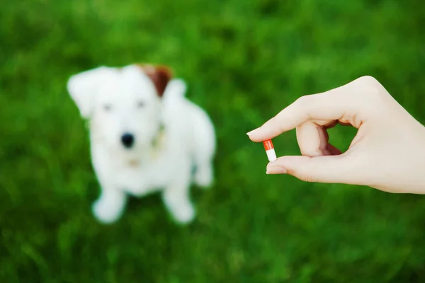 Arka planda, yeşil çimlerde kırılan köpek Jack Russell 'ın bulanık figürünün tableti var. Hayvan bakımı konsepti