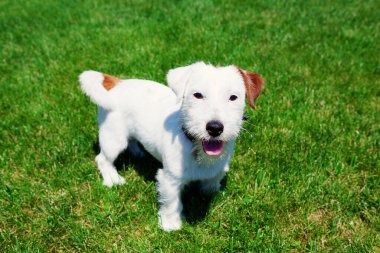 Şirin köpek Jack Russell yeşil çim arka planda kırılmış. Hayvan bakımı konsepti