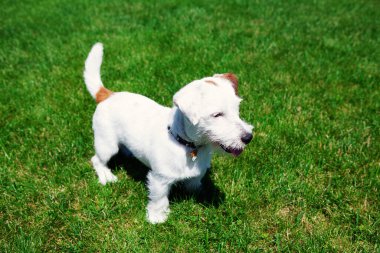 Şirin köpek Jack Russell yeşil çim arka planda kırılmış. Hayvan bakımı konsepti