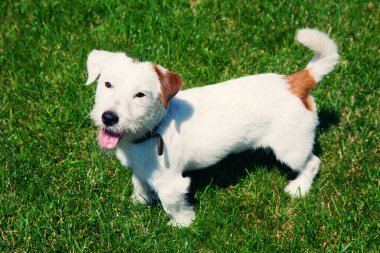 Şirin köpek Jack Russell yeşil çim arka planda kırılmış. Hayvan bakımı konsepti