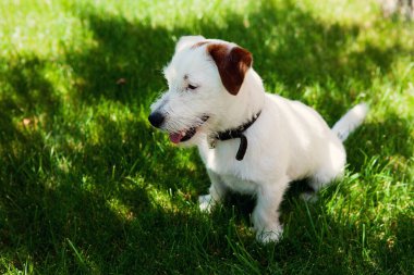 Yeşil çimlerin üzerinde oturan sevimli köpek Jack Russell Kırılmış. Hayvan bakımı konsepti
