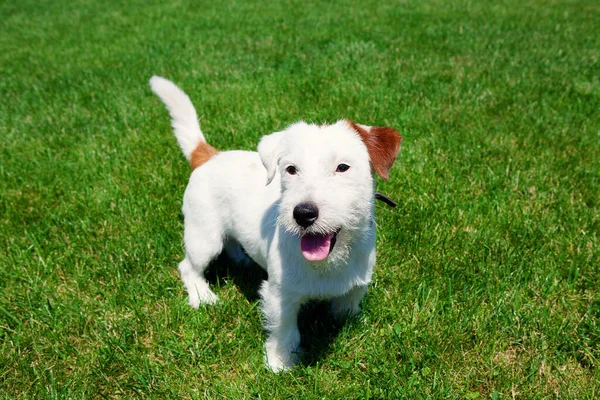 Χαριτωμένο Σκυλί Jack Russell Broken Πράσινο Φόντο Γρασίδι Έννοια Φροντίδας — Φωτογραφία Αρχείου