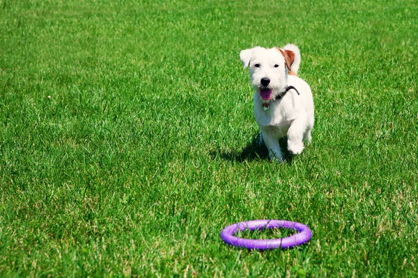 Şirin köpek Jack Russell Kırık yeşil çimlerde oynuyor. Hayvan bakımı konsepti