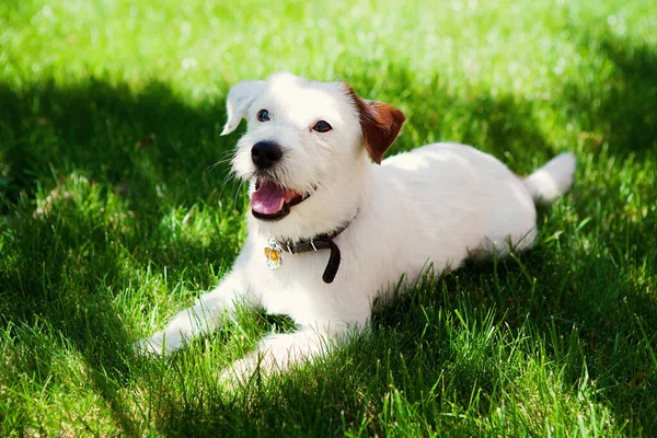 Yeşil çimlerin üzerinde yatan sevimli köpek Jack Russell Kırılmış. Hayvan bakımı konsepti