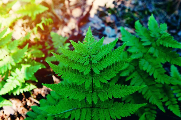 Fougère Verte Naturelle Forêt Beau Fond Vert — Photo