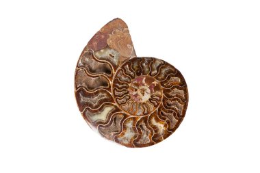 Ammonite - ancient mollusk fossils isolated on white