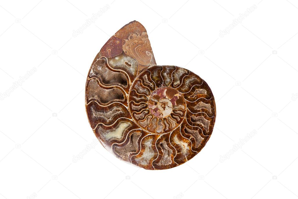 Ammonite - ancient mollusk fossils isolated on white