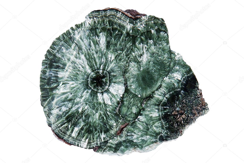 Seraphinite isolated on white background. Texture of green polished Seraphinite specimen. Gem quality clinochlore of chlorite group