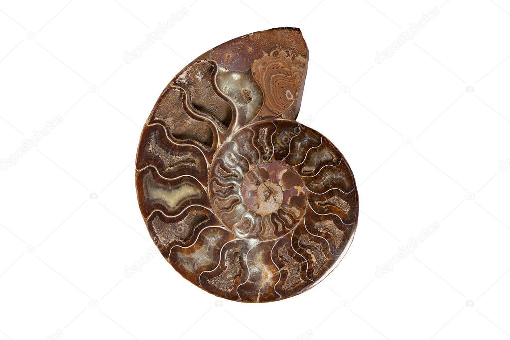 Ammonite - ancient mollusk fossils isolated on white